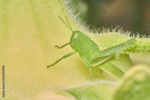 Close Up of Grasshopper on Sunflower Leaf photo