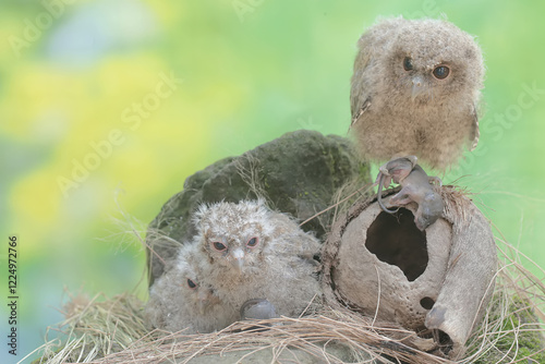 Three young Javan scops owls prey on a mouse near their nest. This nocturnal bird has the scientific name Otus lempiji. photo