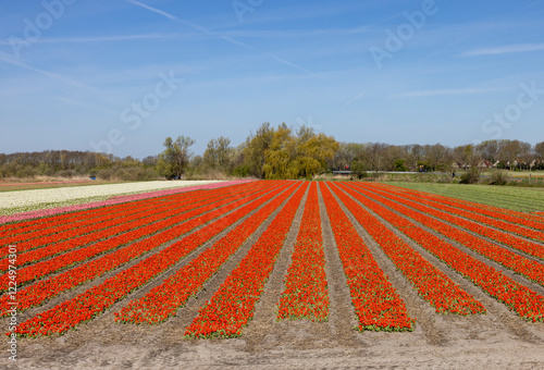 Fields of blooming tulips near Lisse in the Netherlands photo