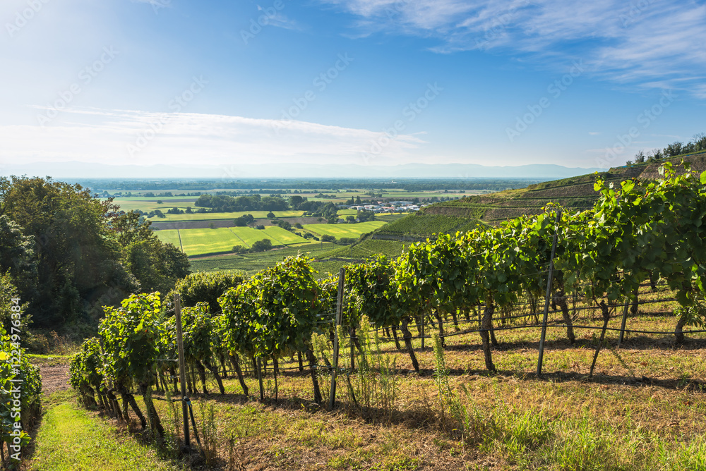 Fototapeta premium Vineyards with view of the Rhine Plain, Ihringen, Kaiserstuhl, Baden-Wuerttemberg, Germany