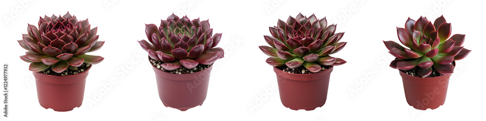 Fototapeta premium Collection of Vibrant Red Succulent Plants in Terracotta Pots with Rosette Patterns Ideal for Home Office and Spa Decor Arrangements