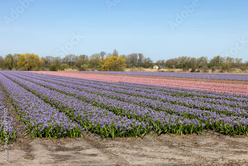 Fields of blooming tulips and hyacinths near Lisse in the Netherlands photo