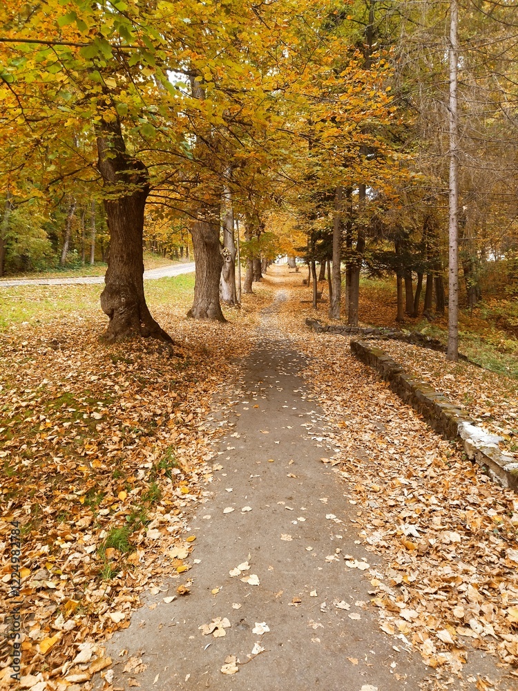 Fototapeta premium autumn in the park
