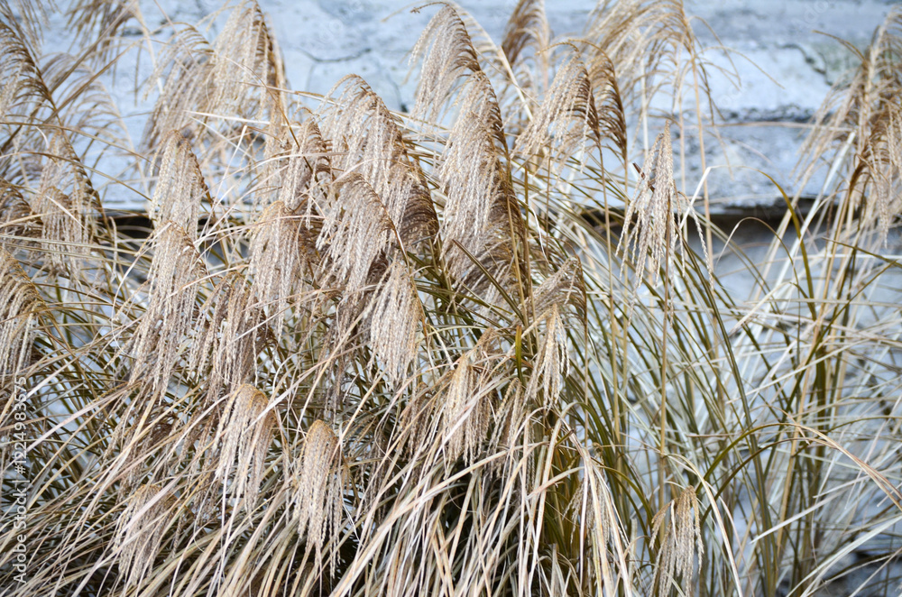 Fototapeta premium Graceful reeds gently swaying back and forth in the soft, flowing breeze.