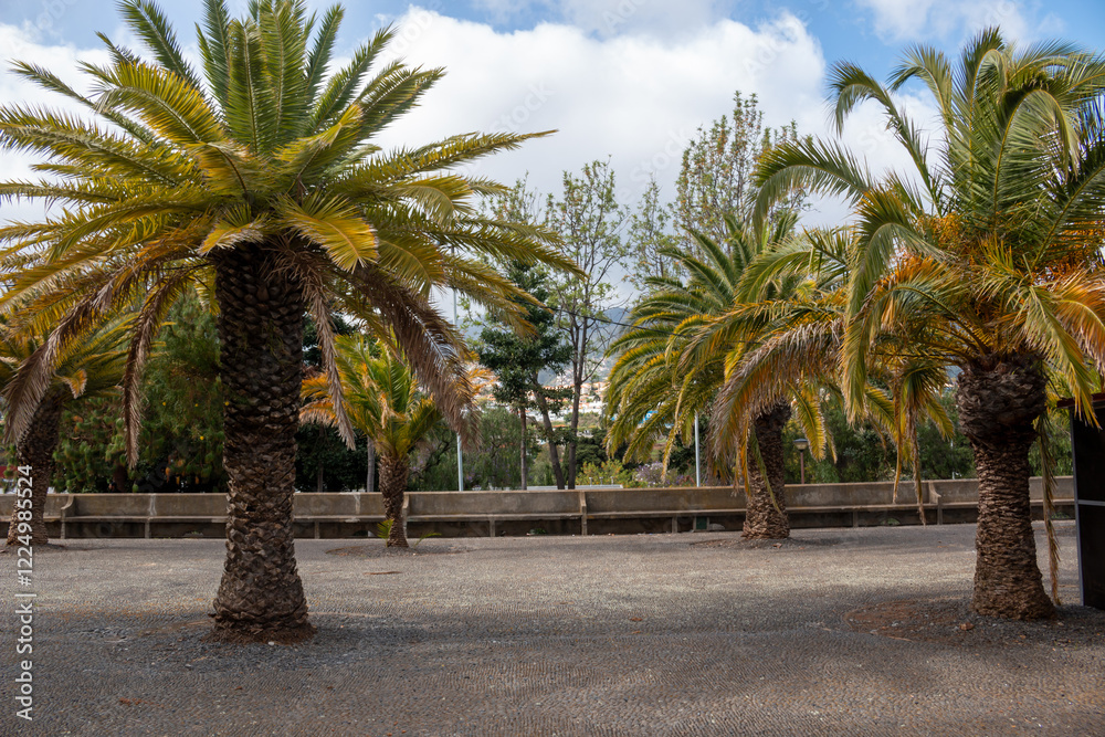 Park at St. Martin church, Funchal, Madeira Park at St. Martin church, Funchal, Madeira