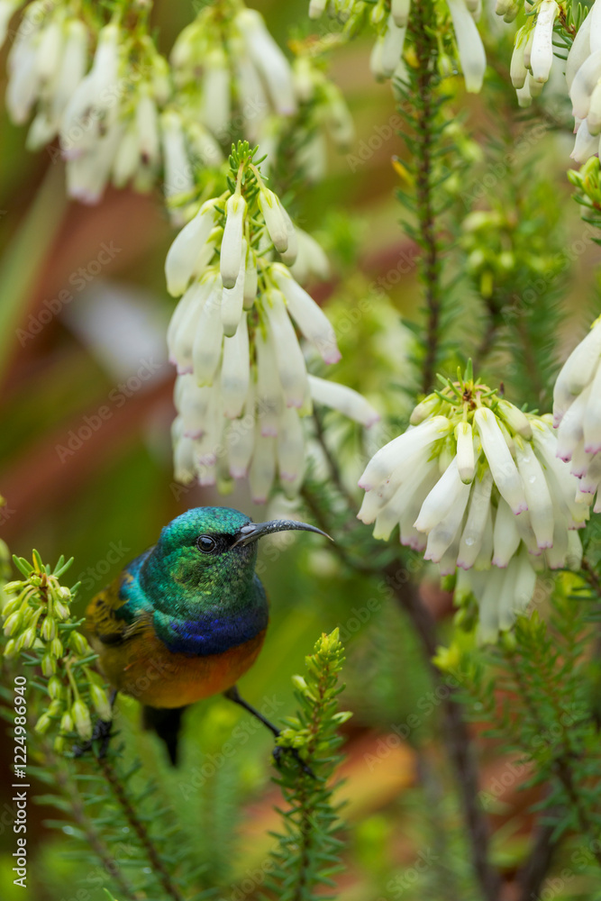 Obraz premium An orange-breasted sunbird (Anthobaphes violacea) feeding on nectar on a Nine-pin heath or rooiklossieheide (Erica mammosa). Betty's (Bettys) Bay. Whale Coast. Overberg. Western Cape. South Africa.