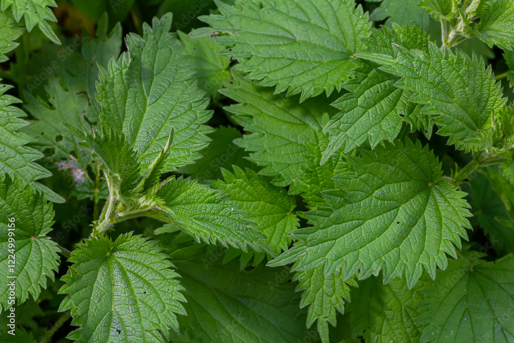 Urtica dioica or stinging nettle, in the garden. Stinging nettle, a medicinal plant that is used as a bleeding, diuretic, antipyretic, wound healing, antirheumatic agent Urtica dioica or stinging nettle, in the garden. Stinging nettle, a medicinal plant that is used as a bleeding, diuretic, antipyretic, wound healing, antirheumatic agent