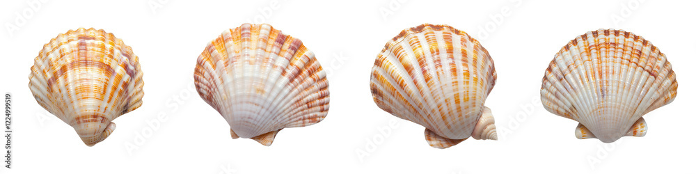 A collection of various vibrant and textured scallop seashells arranged on a plain white background A collection of various vibrant and textured scallop seashells arranged on a plain white background