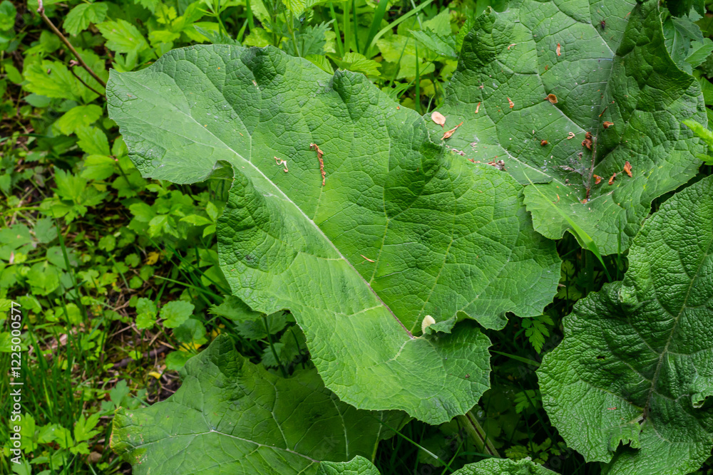 Fototapeta premium Arctium lappa - Young burdock leaves in an early summer
