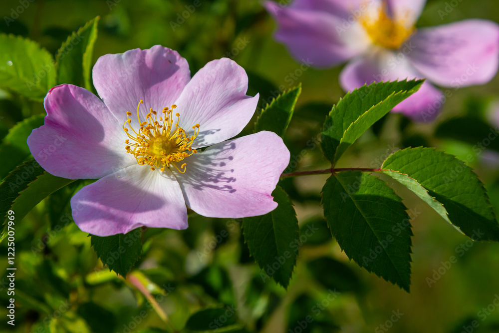 Dog rose, Rosa canina, is an important medicinal plant with pink or white flowers and is used in medicine. It is a wild rose and has red rosehip fruits in the fall Dog rose, Rosa canina, is an important medicinal plant with pink or white flowers and is used in medicine. It is a wild rose and has red rosehip fruits in the fall