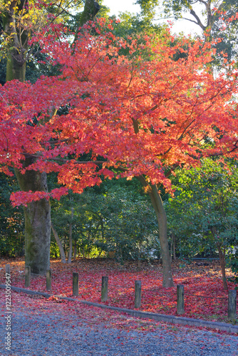 Wallpaper Mural 京都御苑の紅葉 Torontodigital.ca