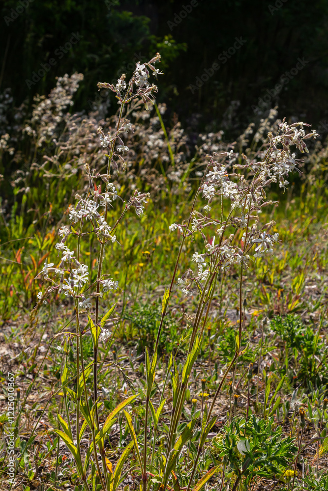 Obraz premium Silene nutans, Nottingham Catchfly, Caryophyllaceae. Wild plant shot in summer