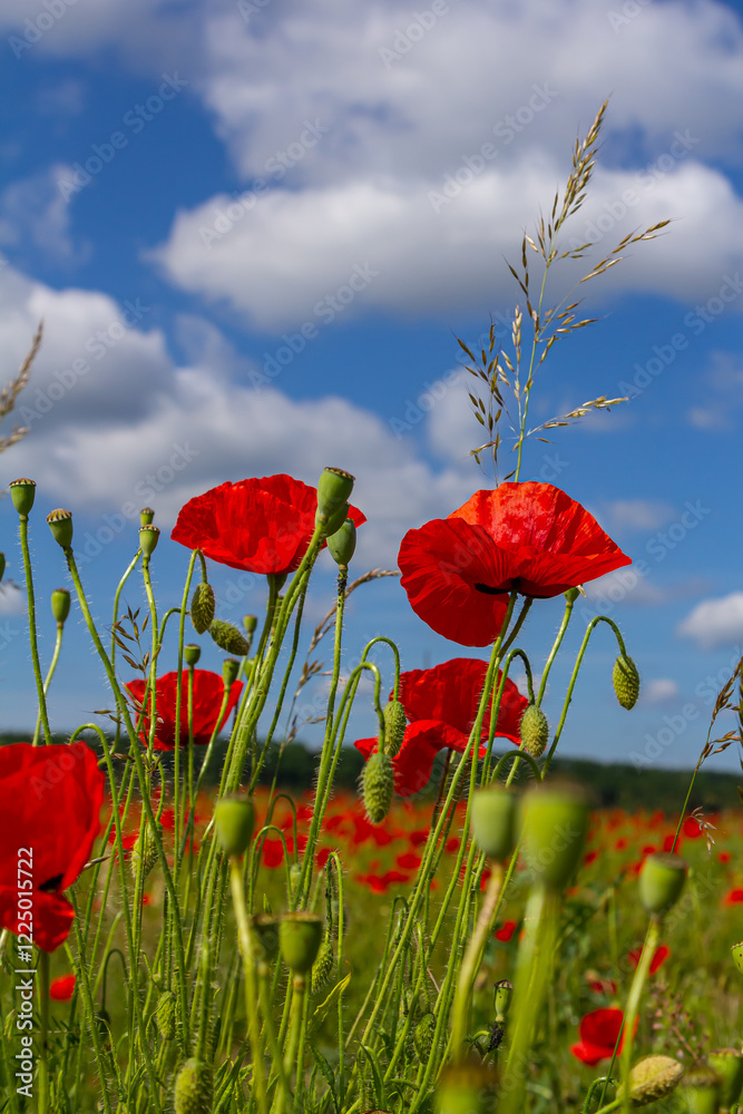 Obraz premium Papaver rhoeas or common poppy, red poppy is an annual herbaceous flowering plant in the poppy family, Papaveraceae, with red petals