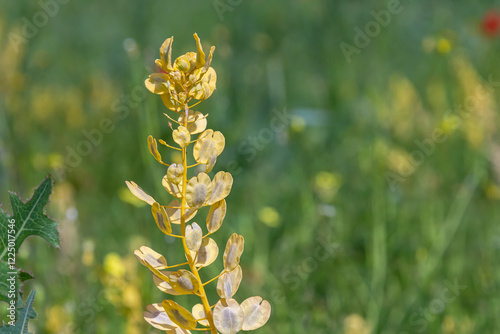 In nature, Thlaspi arvense grows among wild grasses photo