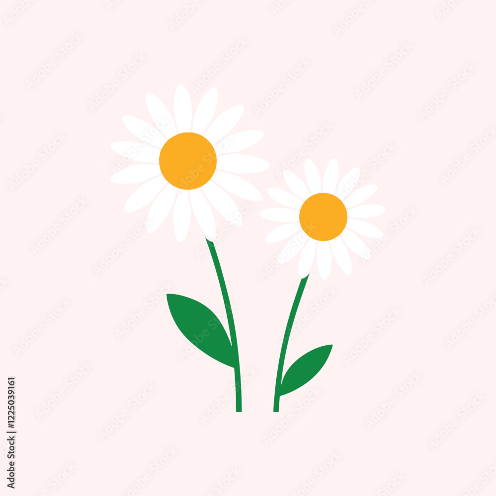 Obraz premium Shasta daisy flower colorful vector on white background. Flower collection