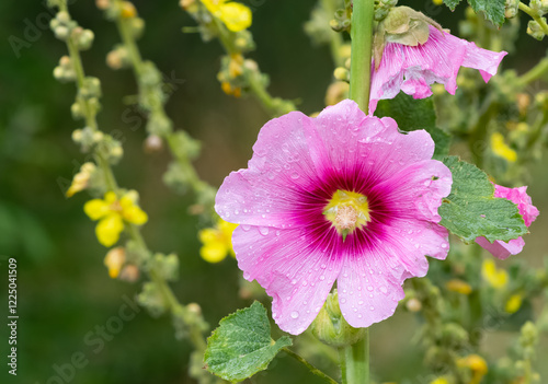 natural plants, natural flowers photos