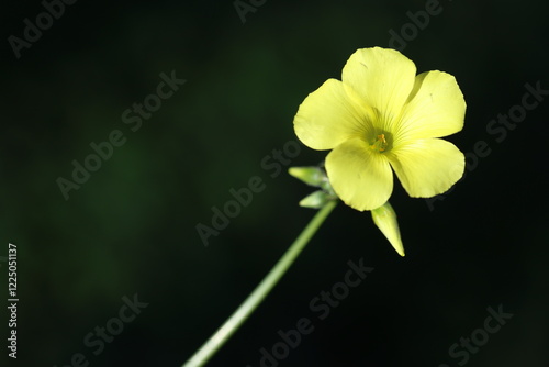 close up of beautiful flower of Oxalis pes-caprae (sourgrass) photo