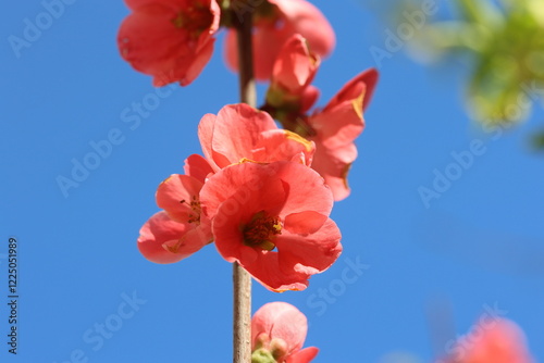 Chaenomeles Japonica (japanese quince) flowers in spring photo