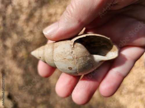 Primo piano di un guscio di lumaca vuoto