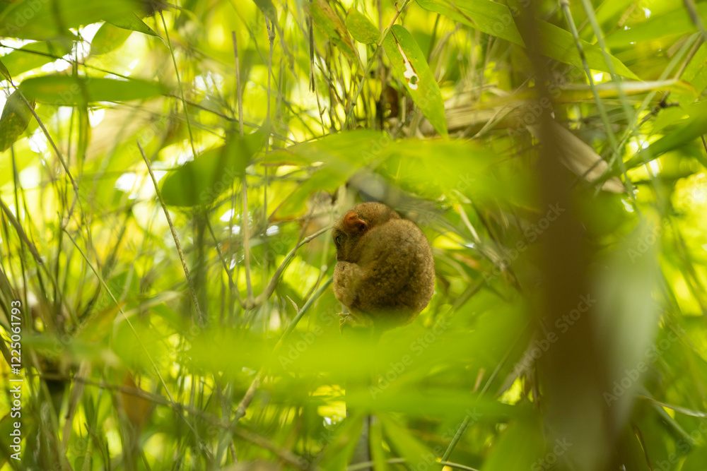 Obraz premium A tarsier clings to a slim bamboo shoot, surrounded by lush green leaves, showcasing its large eyes and small size, embodying tropical wildlife beauty.
