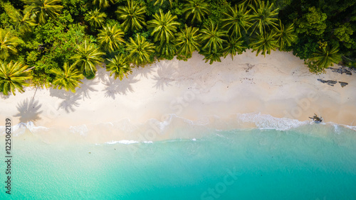 A lush palm forest meets the vibrant turquoise waters of a tropical beach, creating a harmonious contrast between green foliage and the blue ocean expanse.