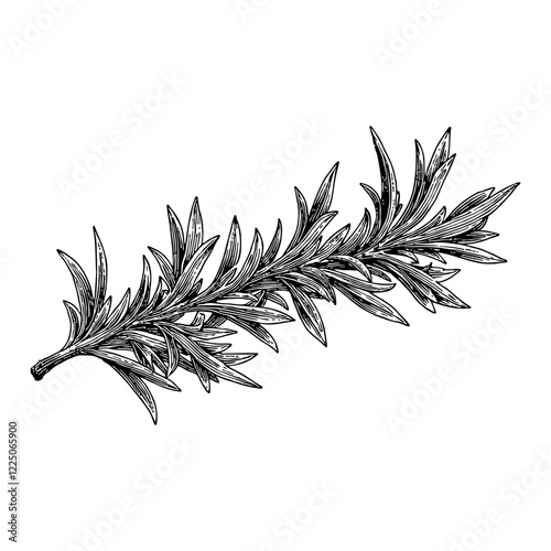 Rosemary Twig with Detailed Leaves in Black and White Outline Line Art Drawing Isolated