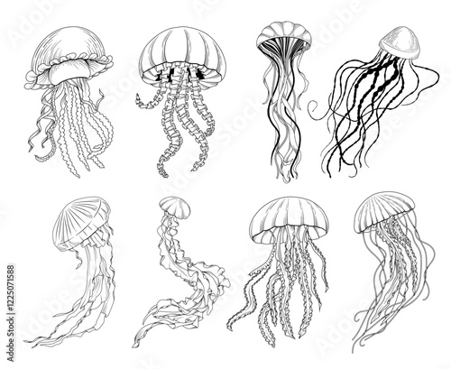 Set of vector hand drawn jellyfish illustration, line drawing sea animal collection