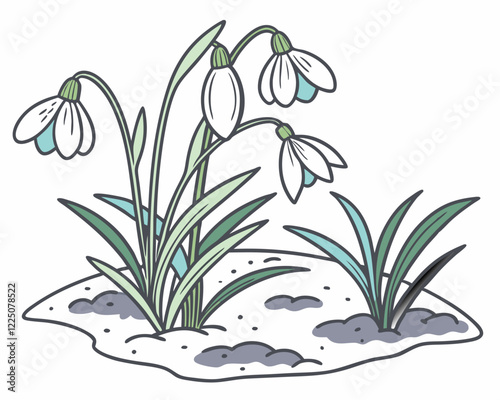  Pequeños galantos florecen sobre el suelo con restos de nieve, anunciando la llegada de la primavera. Las flores blancas contrastan con el verde de las hojas.
