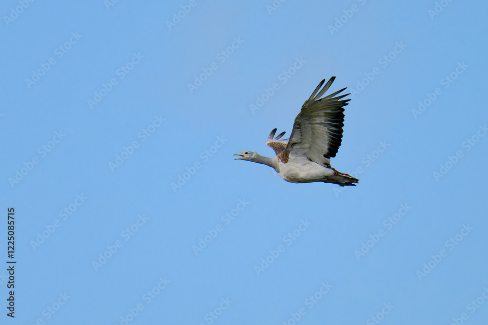 Weibliche Großtrappe (Otis tarda) im Flug über eine Wiese
Weibliche Großtrappe (Otis tarda) im Flug über eine Wiese