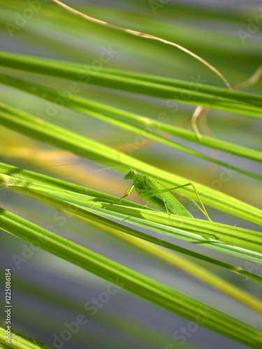 Leuchtend grüner Grashüpfer im Schilfgras, Nahaufnahme im Garten