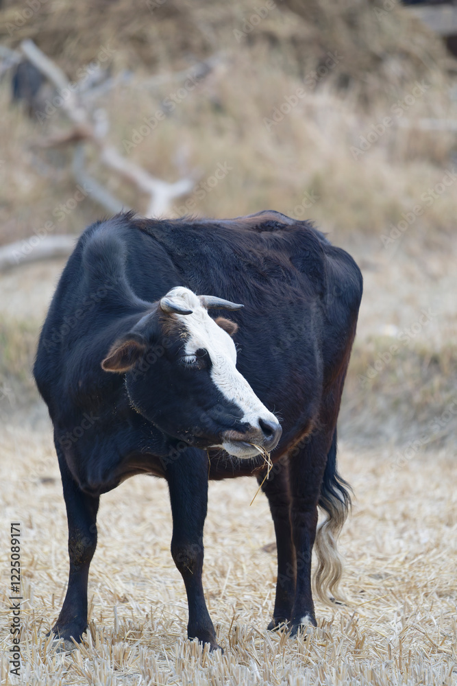 Fototapeta premium Cow in the field