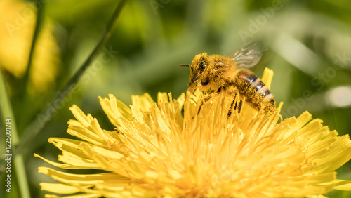 bee collecting pollen from a yellow dandelion flower, apis mellifera, honey bee, pollination, pollen