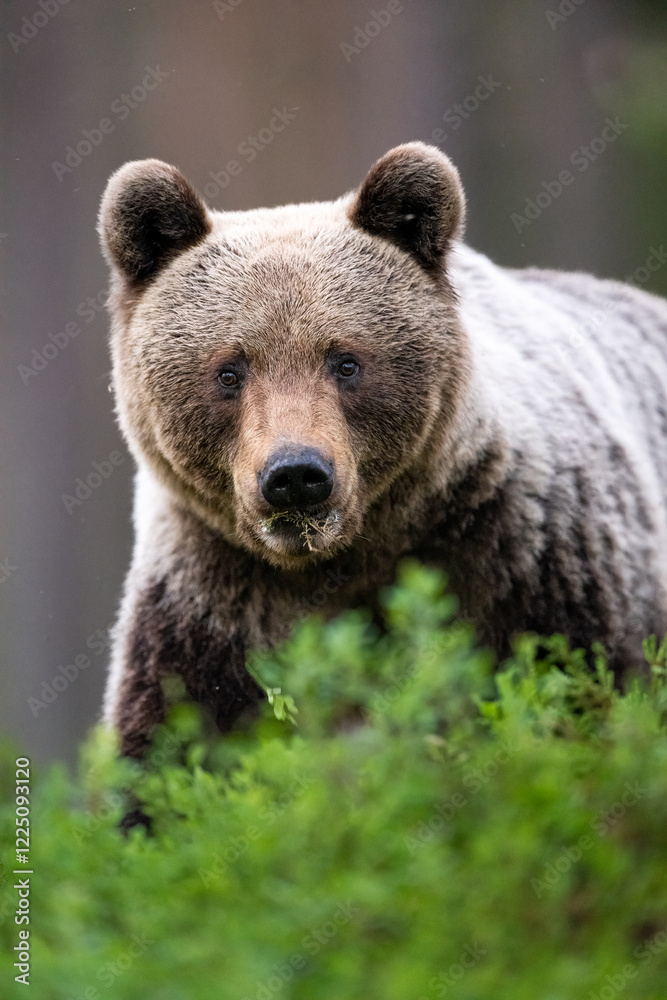 Female brown bear portrait in the forest Female brown bear portrait in the forest