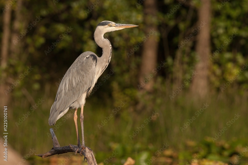 grey heron, ardea cinerea, over water, portrait, atlas photo, full body, plumage, beak, neck grey heron, ardea cinerea, over water, portrait, atlas photo, full body, plumage, beak, neck
