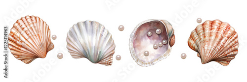 Set of sea shells with pearls png. Watercolor sea shells with white pearls on transparent background. Sea and ocean concept. Watercolor marine decorations. Vector illustration.