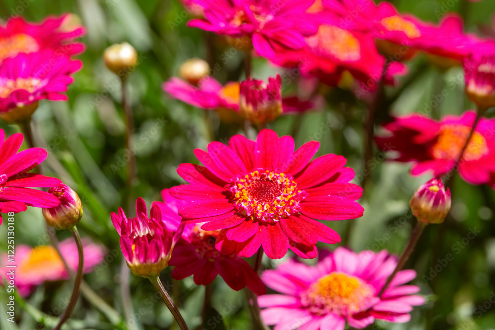 Argyranthemens madeira crowned ivory. Also known as Marguerite Daisy flower.