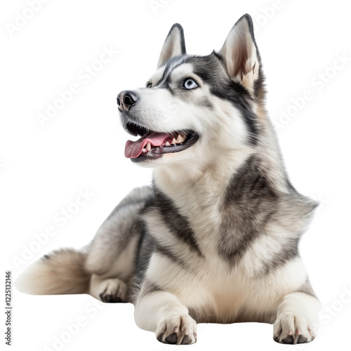 husky dog sitting on white background 
