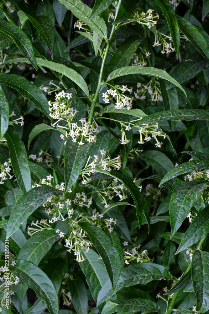 Cestrum nocturnum or Night Blooming Jasmine, the plant wich have scent in the night