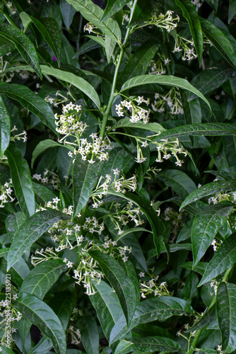 Obraz na płótnie Cestrum nocturnum or Night Blooming Jasmine, the plant wich have scent in the night w salonie