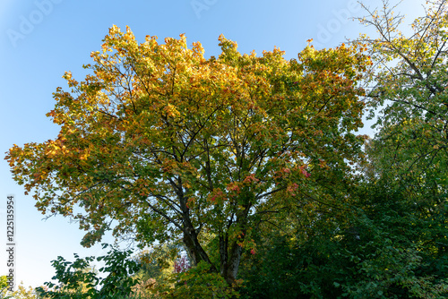 Leaves on some trees are now turning yellow and orange, whereas others are still green. Beautuful colorful scene under a blue autumn sky.