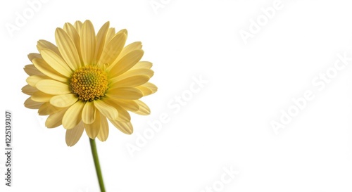 Wallpaper Mural Single Yellow Daisy Flower on White Background Torontodigital.ca
