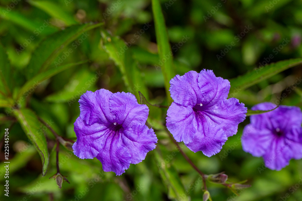Purple flowered plant. Scientific name: Ruellia tuberosa Purple flowered plant. Scientific name: Ruellia tuberosa