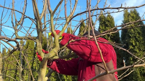 Gardener pruning fruit tree branches with pruning saw