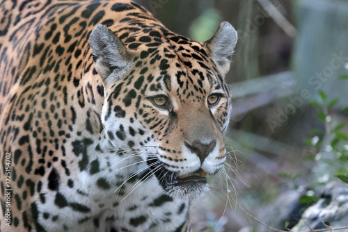 Obraz na płótnie portrait of Jaguar (Panthera Onca) in wild w salonie