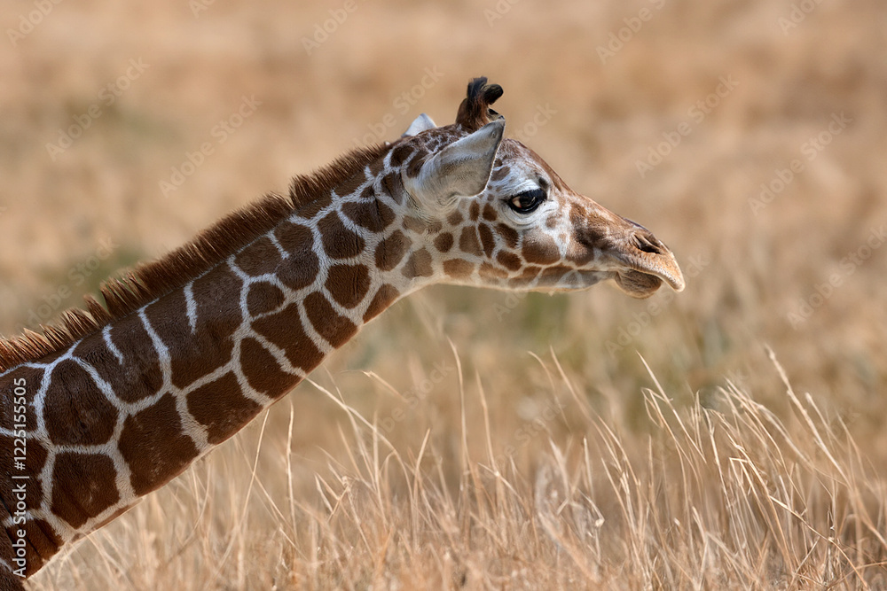 African Reticulated giraffe (Giraffa reticulata)