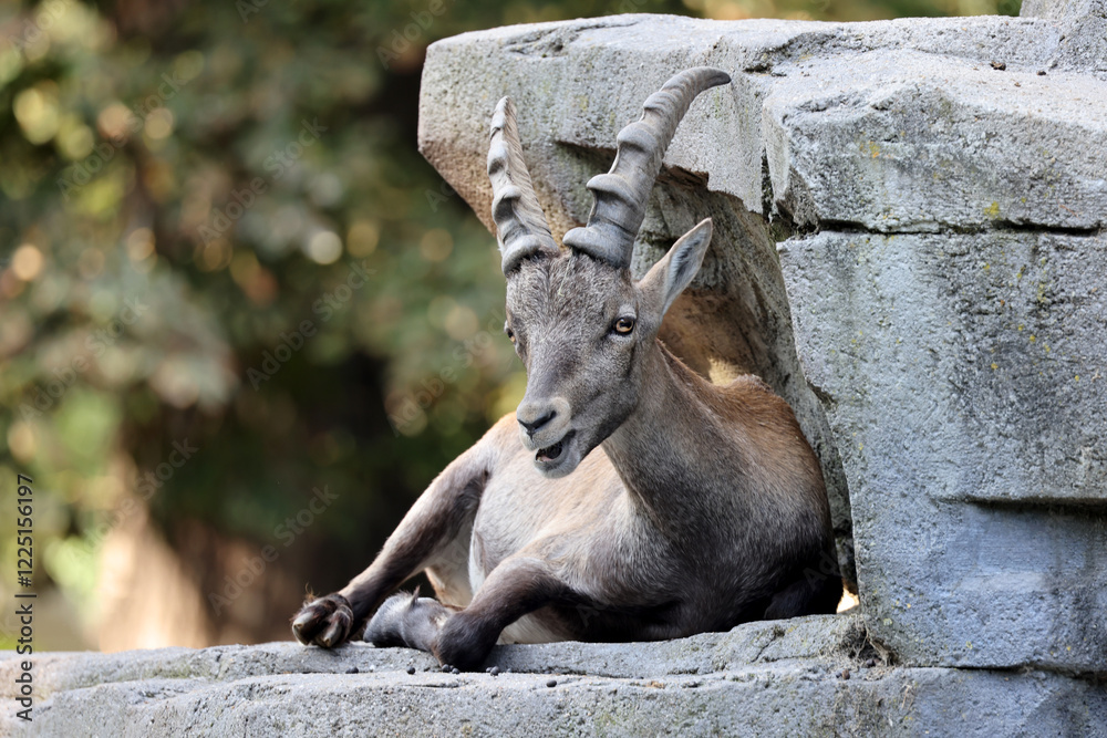 Alpine Ibex relaxing on rock in zoo
