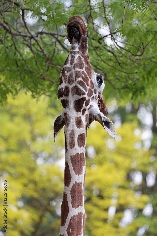 Reticulated giraffe (Giraffa reticulata) eating leaves from tree