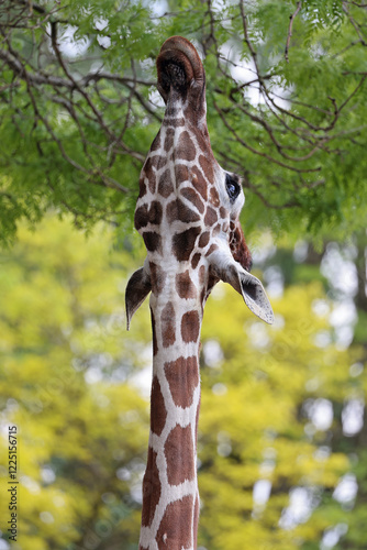 Obraz na płótnie Reticulated giraffe (Giraffa reticulata) eating leaves from tree w salonie