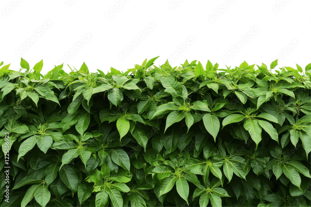 Fototapeta premium Lush green foliage forming a dense hedge, ideal for landscaping or privacy.