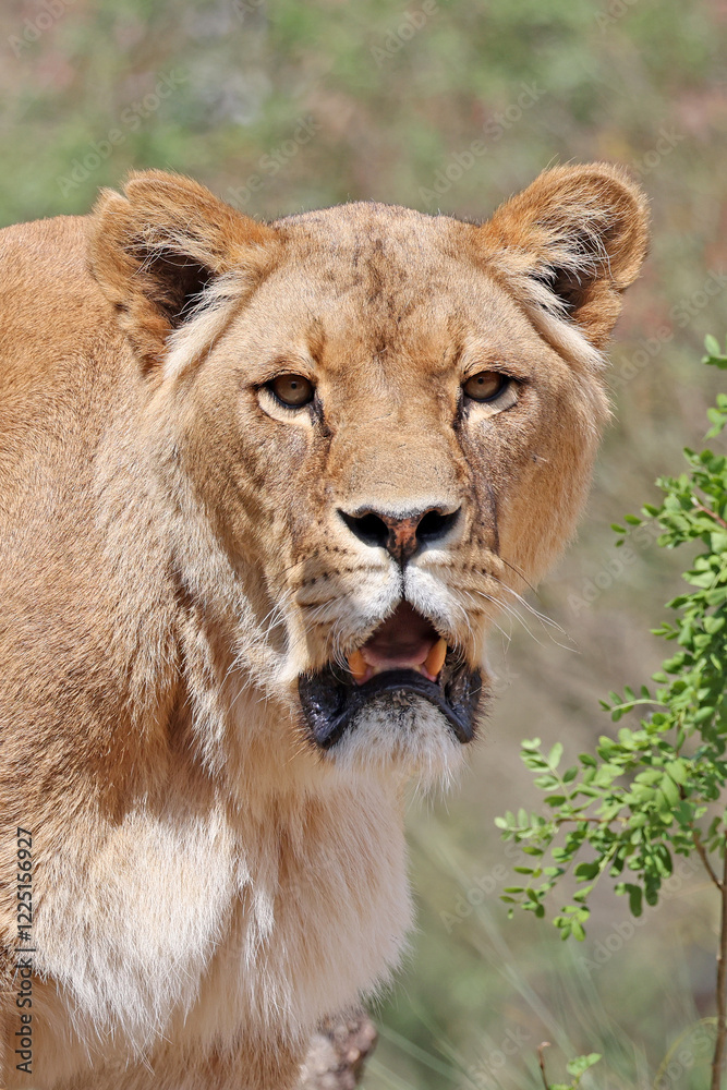 african lioness in the savannah in wild, predator african lioness in the savannah in wild, predator